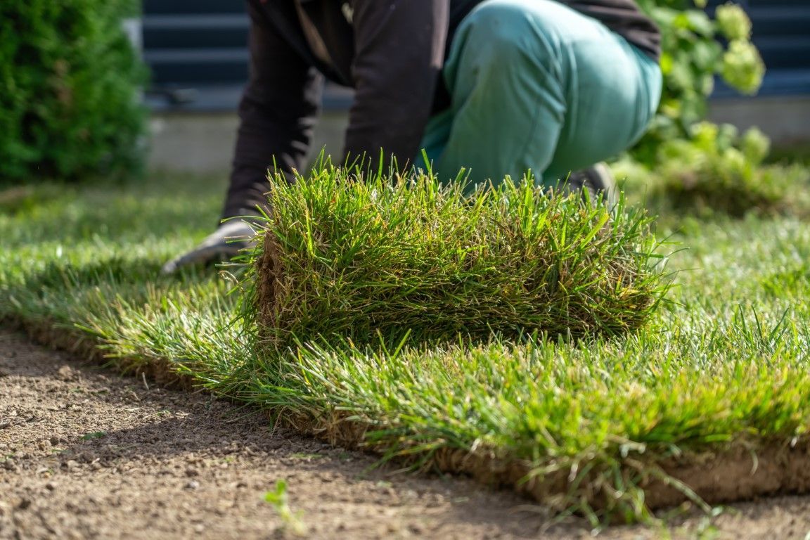 A person is kneeling down to roll out a roll of grass.