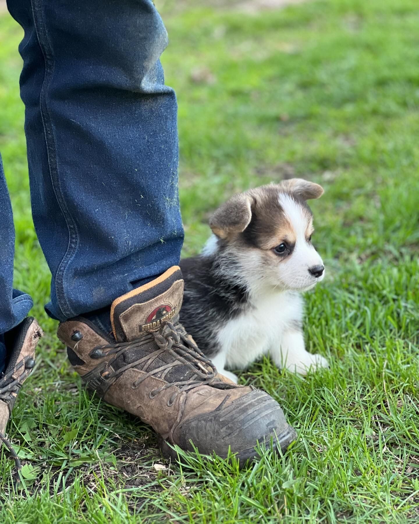 A brown and white puppy is sitting next to a person 's leg in the grass.