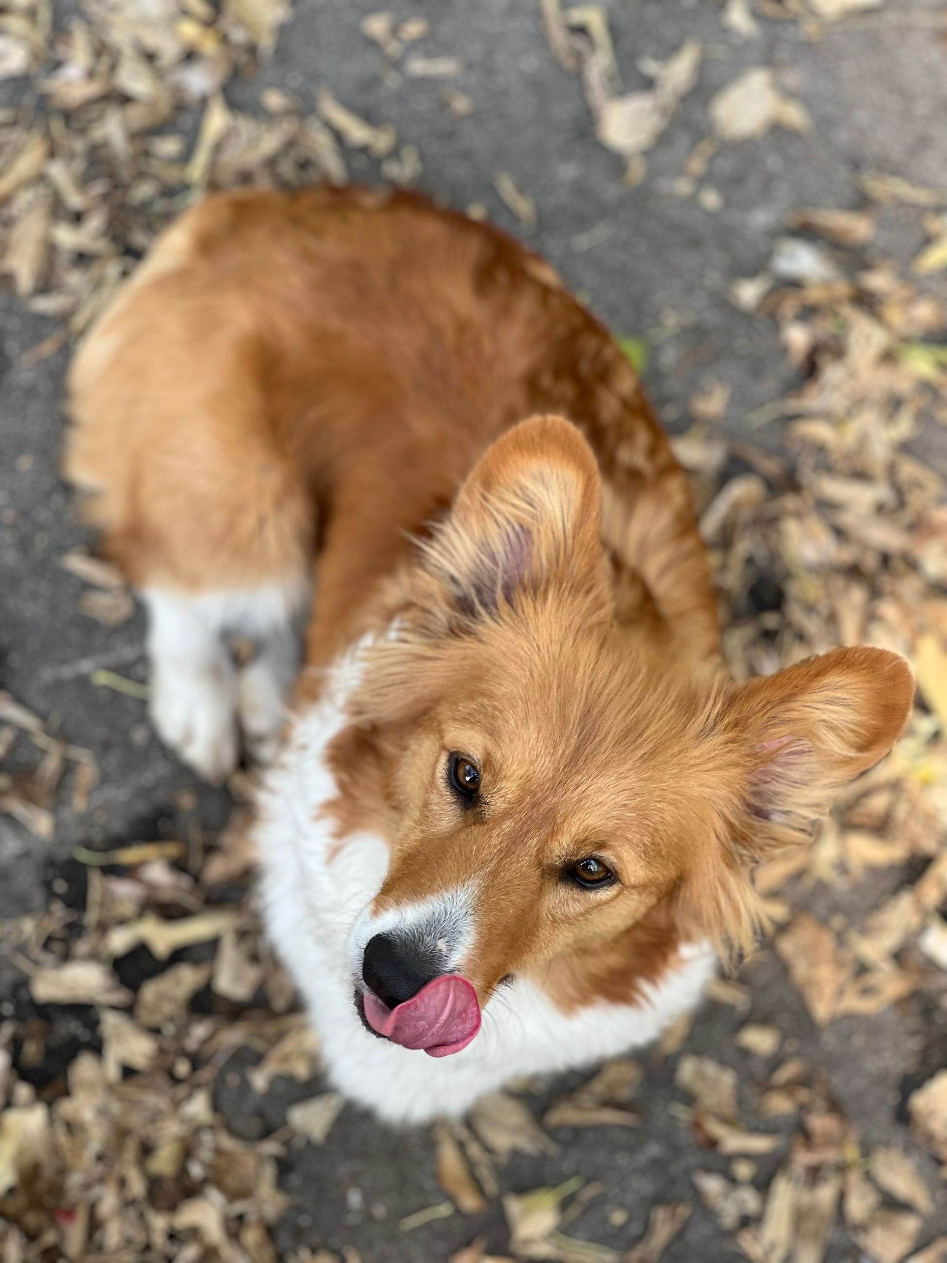 A brown and white dog is licking its nose while laying on the ground.