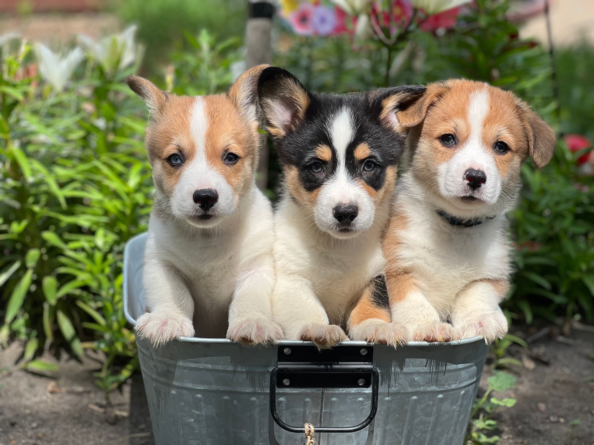 Three puppies are sitting in a metal bucket.
