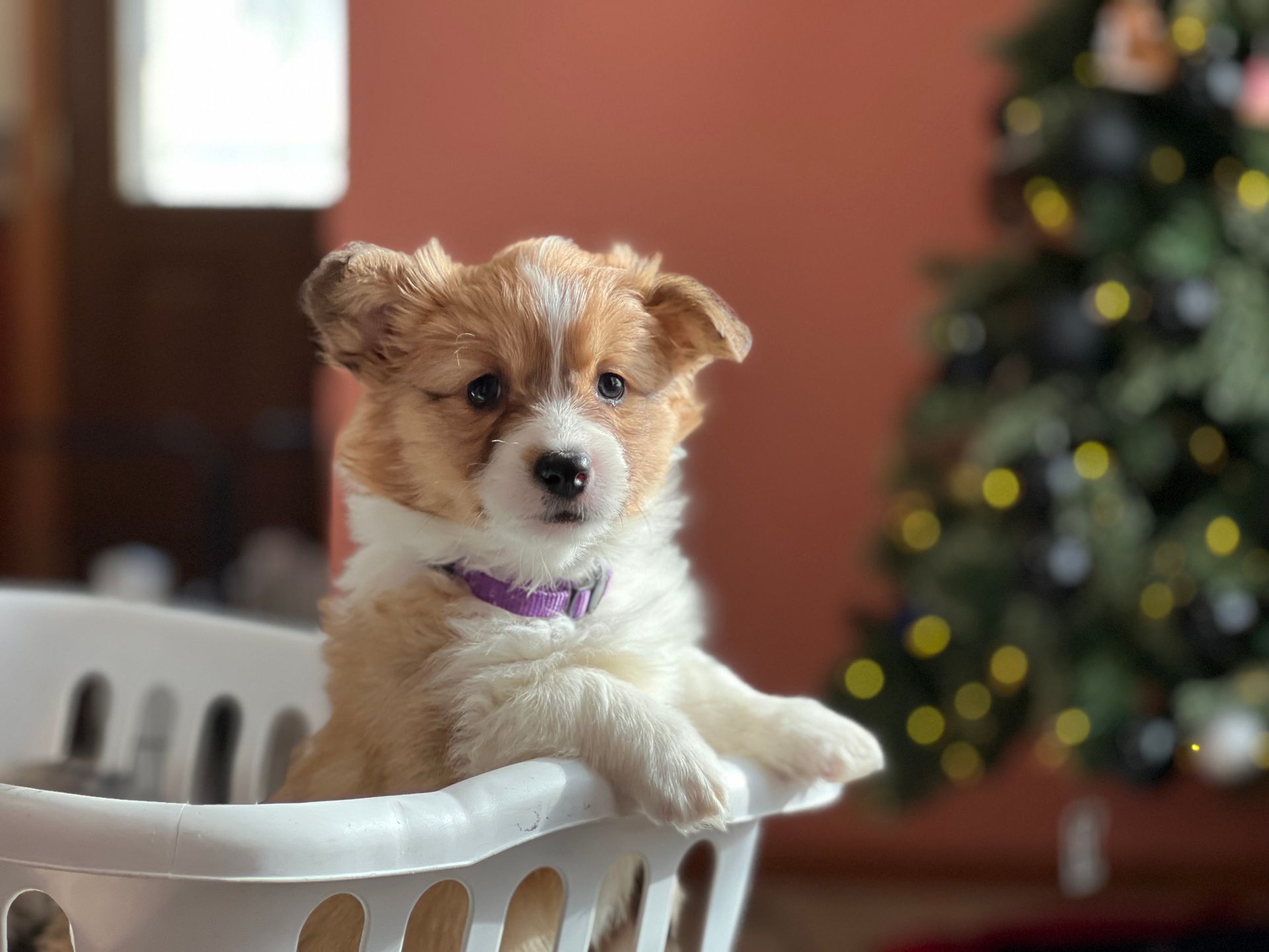 A puppy is sitting in a laundry basket in front of a christmas tree.