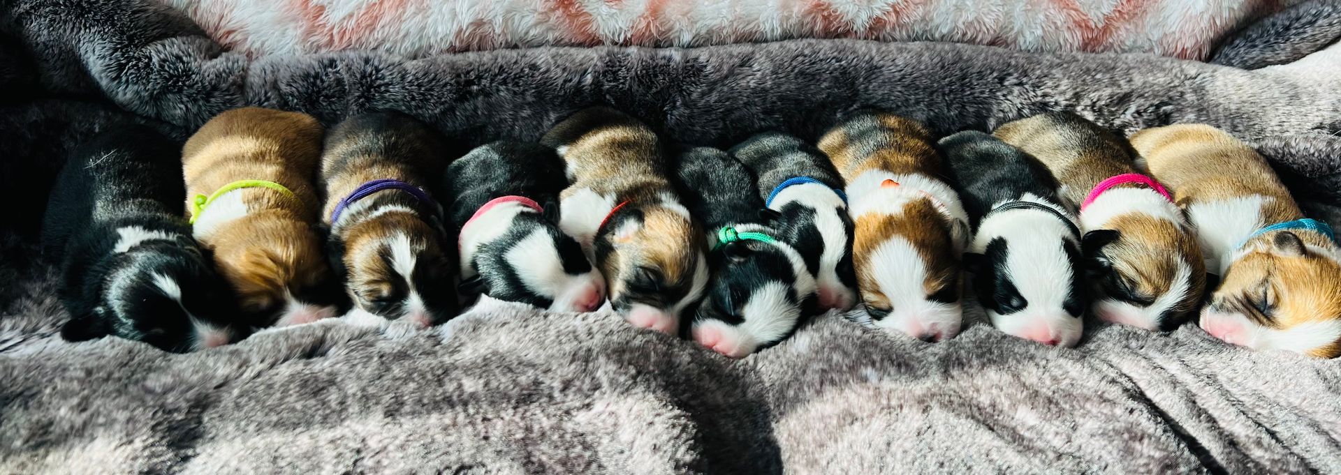 A group of puppies are laying in a row on a blanket.