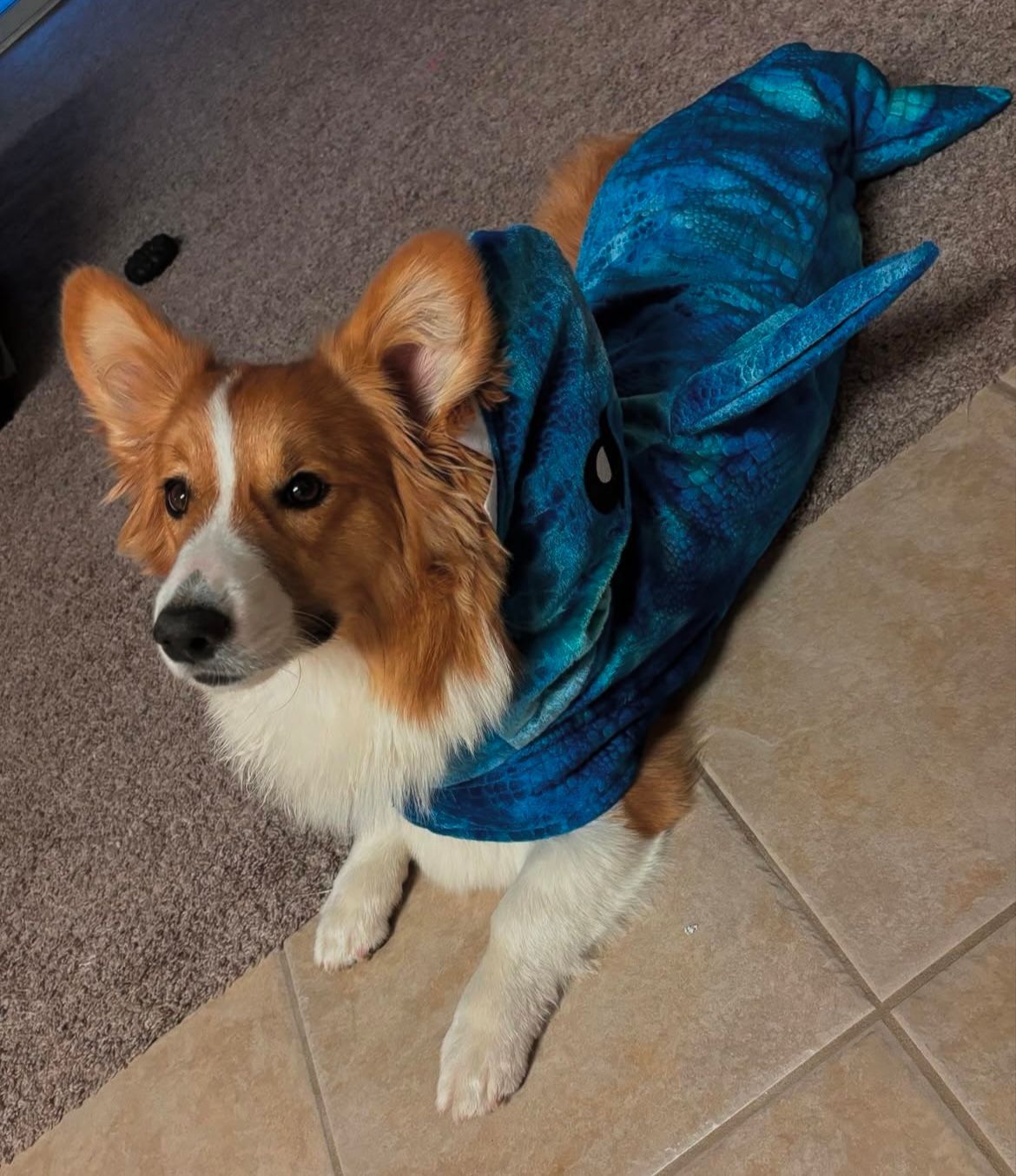 A brown and white dog is wearing a blue shark costume.