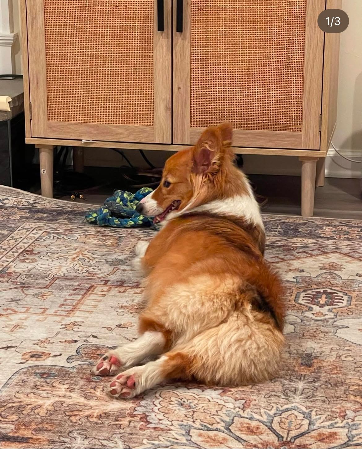 A brown and white dog is laying on a rug in a living room.