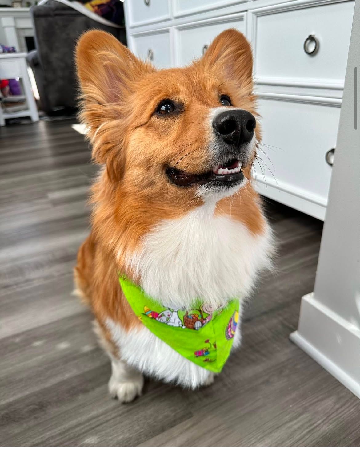 A brown and white dog wearing a green bandana is sitting on a wooden floor.