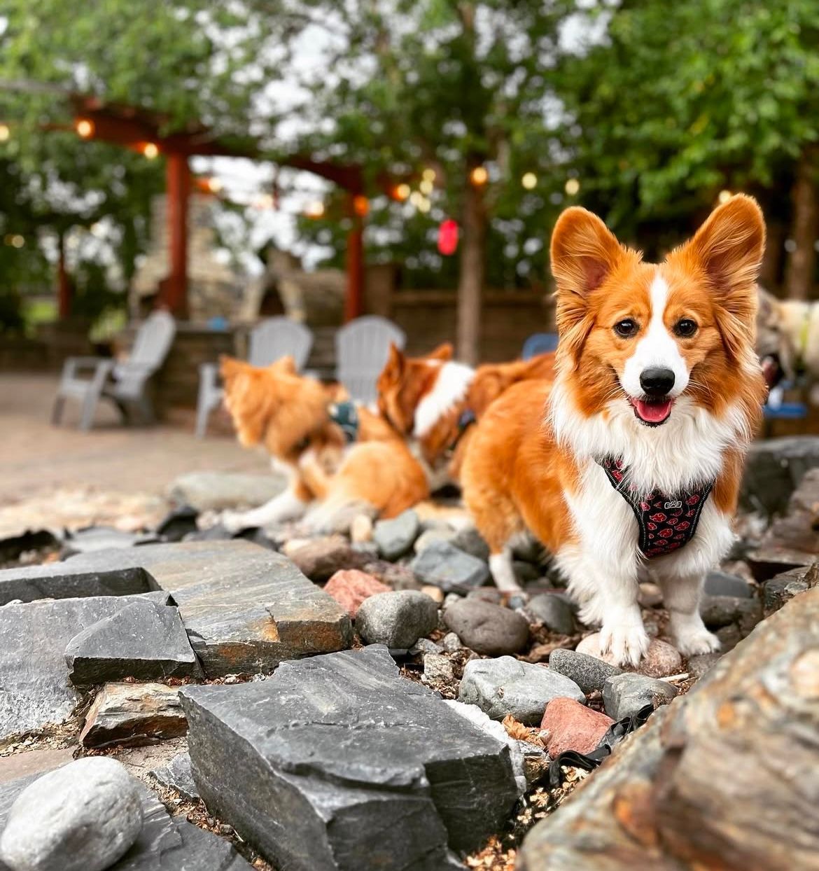 A brown and white dog is standing on a pile of rocks.