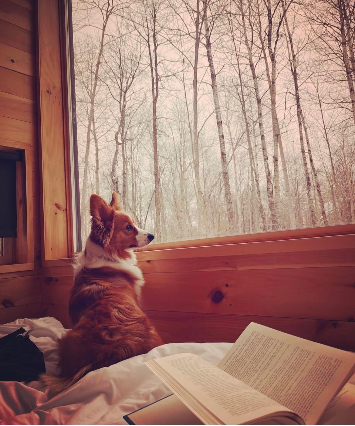 A dog looking out a window next to a book