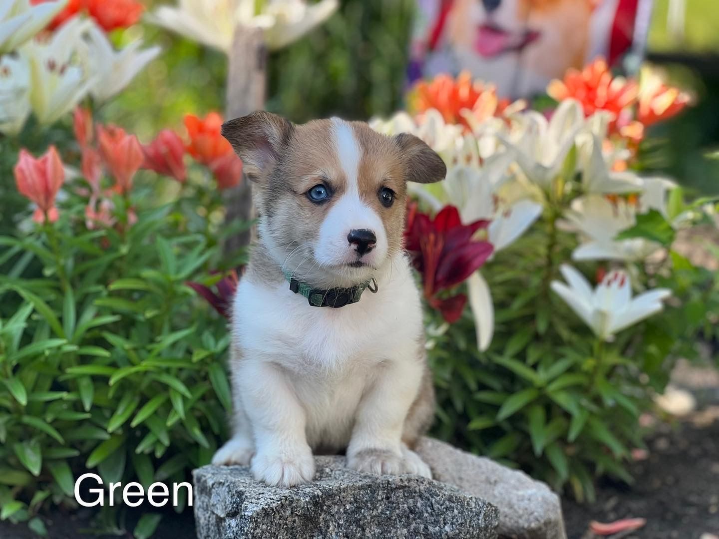 A brown and white puppy is sitting on a rock in front of flowers.
