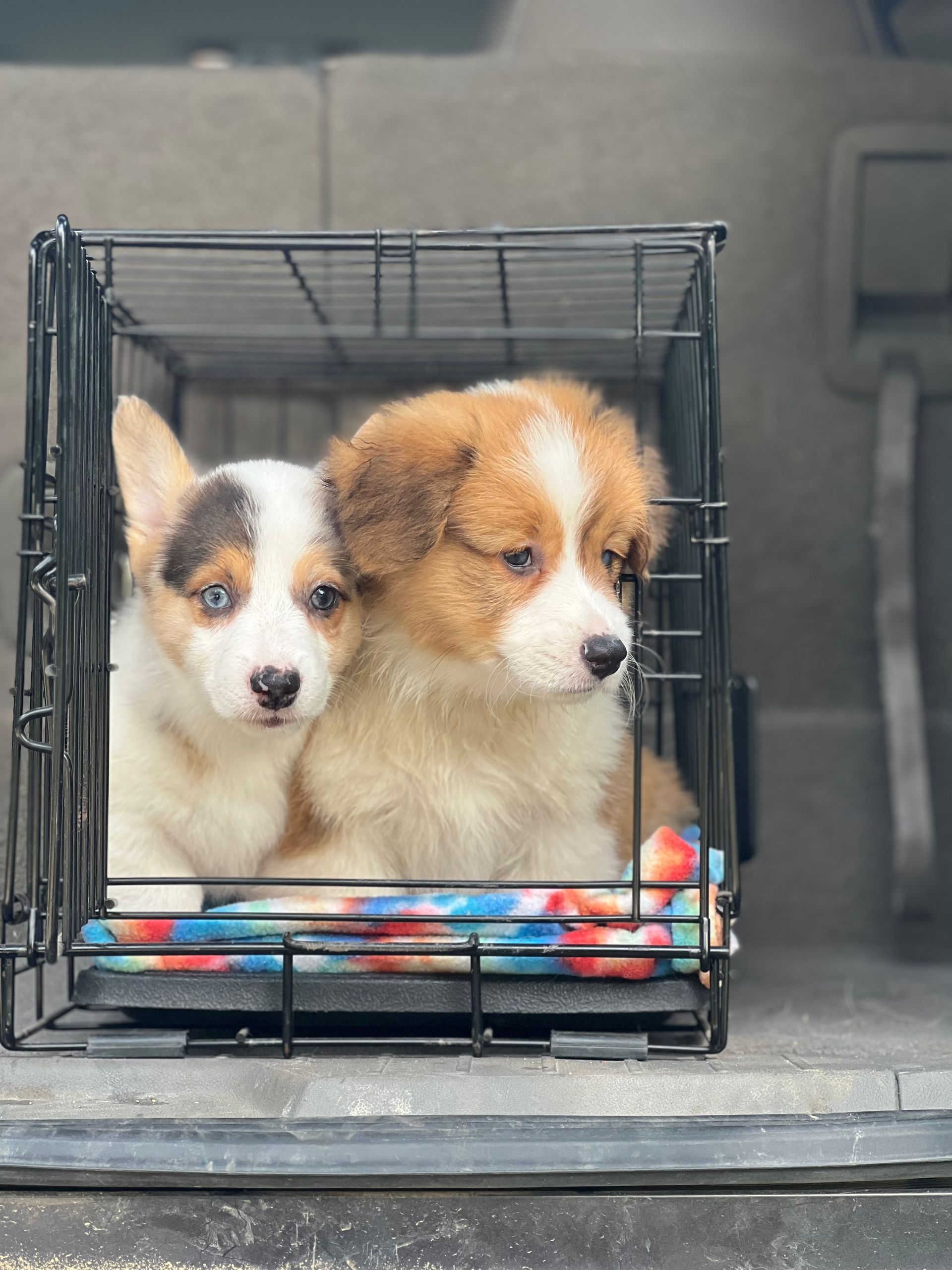Two puppies are sitting in a cage in the back of a car.