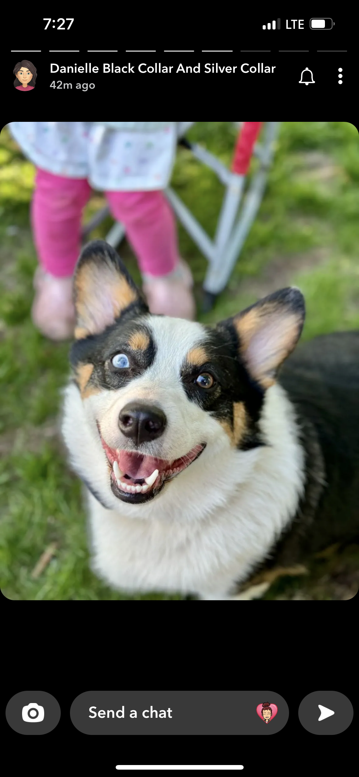 A black and white dog is smiling and looking at the camera.
