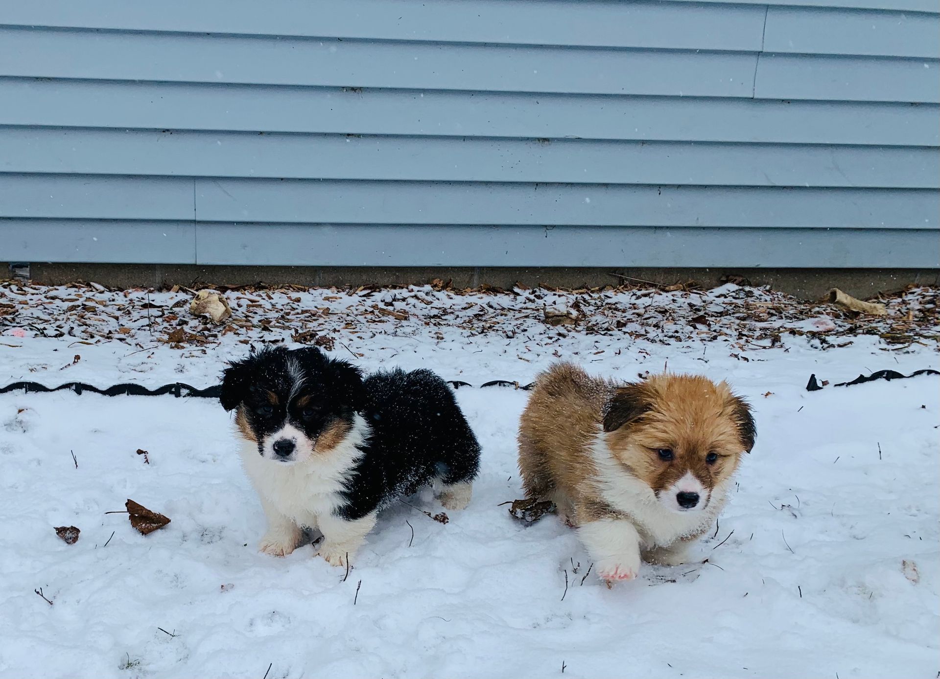 Two puppies are standing in the snow in front of a house