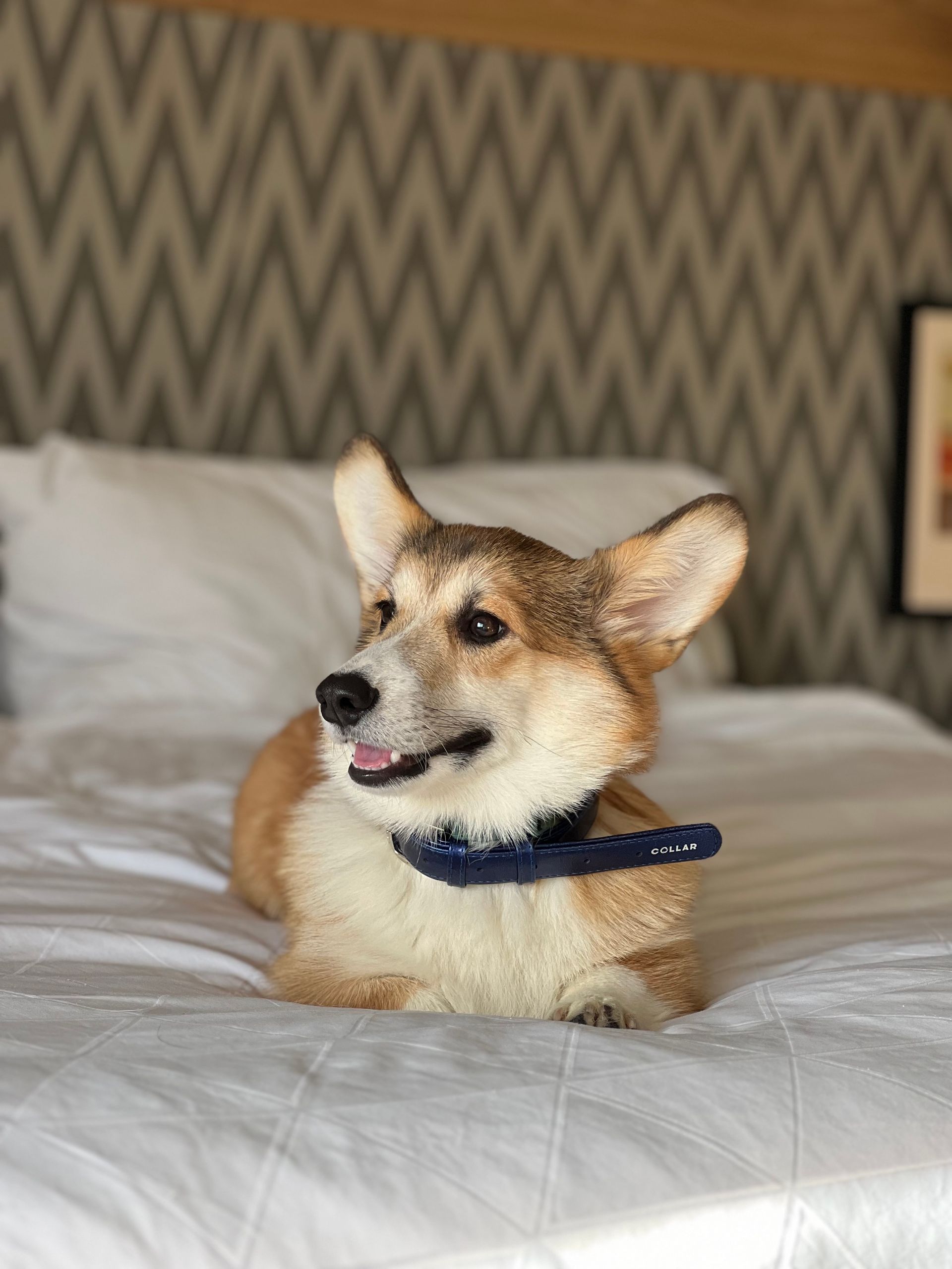 A brown and white dog wearing a blue collar is laying on a bed.