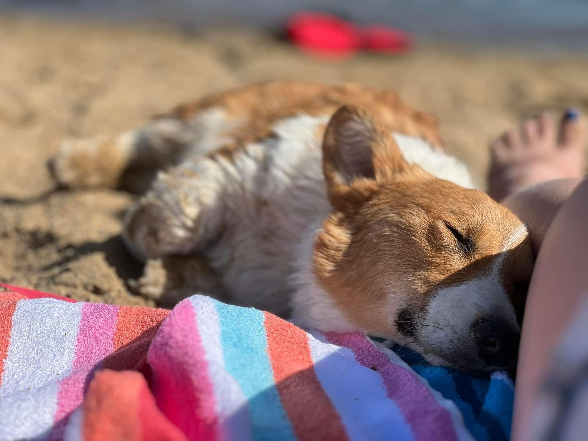 A dog is laying on a striped towel on the beach.