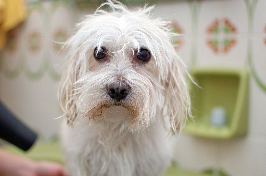 Portrait of a Maltese Dog