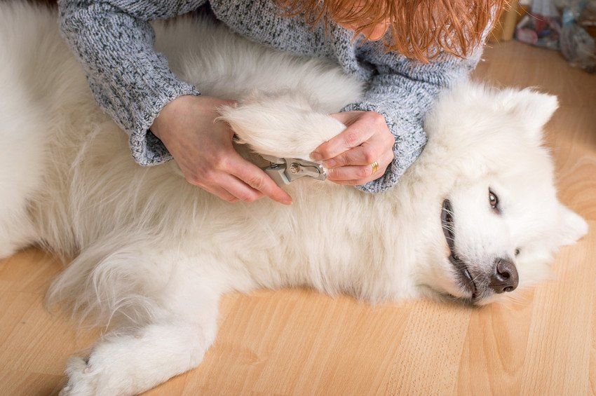 cutting claws on bright white samoyed dog
