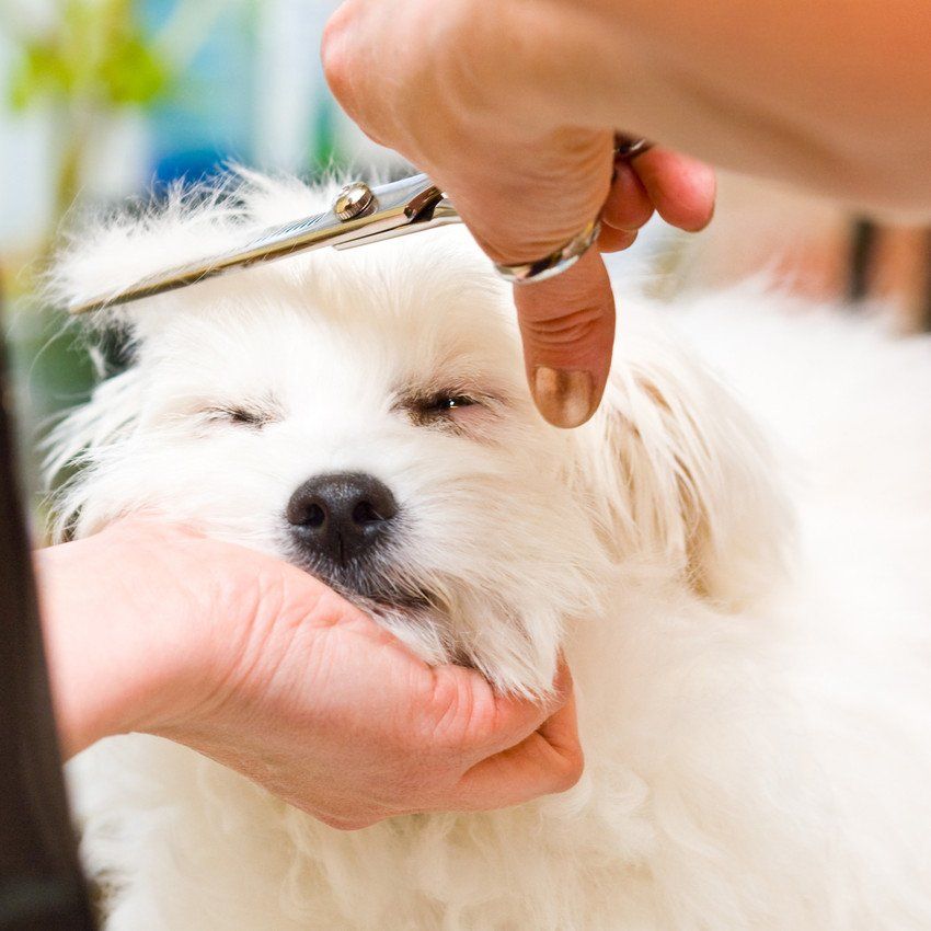 Grooming Maltese dog