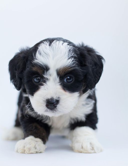 Black, white, and brown puppy with fluffy fur, sitting against a white background, gazing forward.