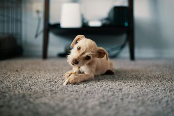 Small tan dog laying on a gray carpet, chewing a bone, looking at the camera. A dark shelf is in the background.