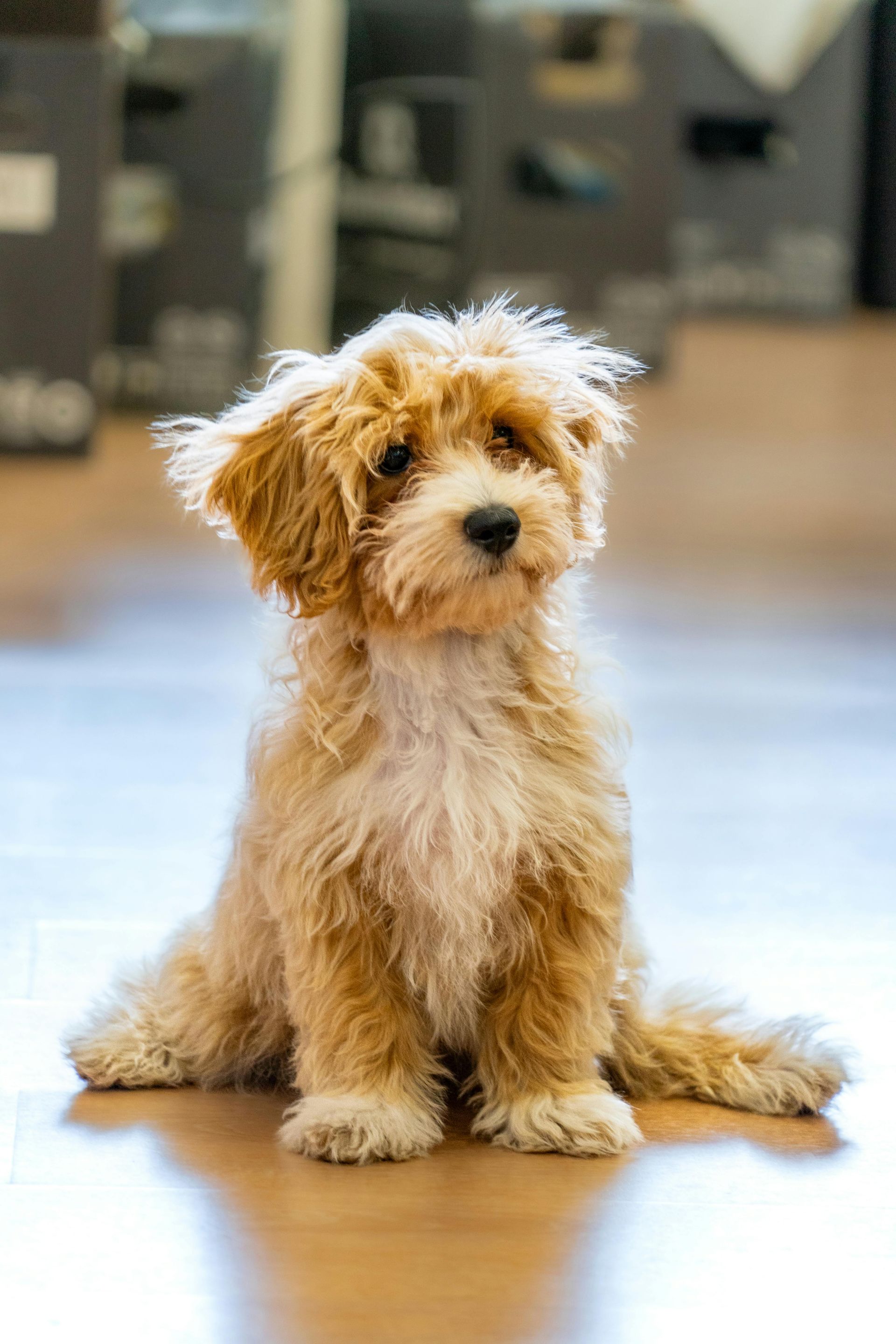 A fluffy, light-brown puppy sits on a smooth floor, looking off to the side.