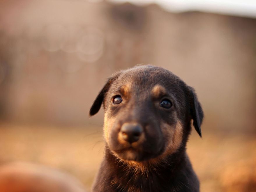 Puppy with brown and black fur looks at the camera, blurred warm background.