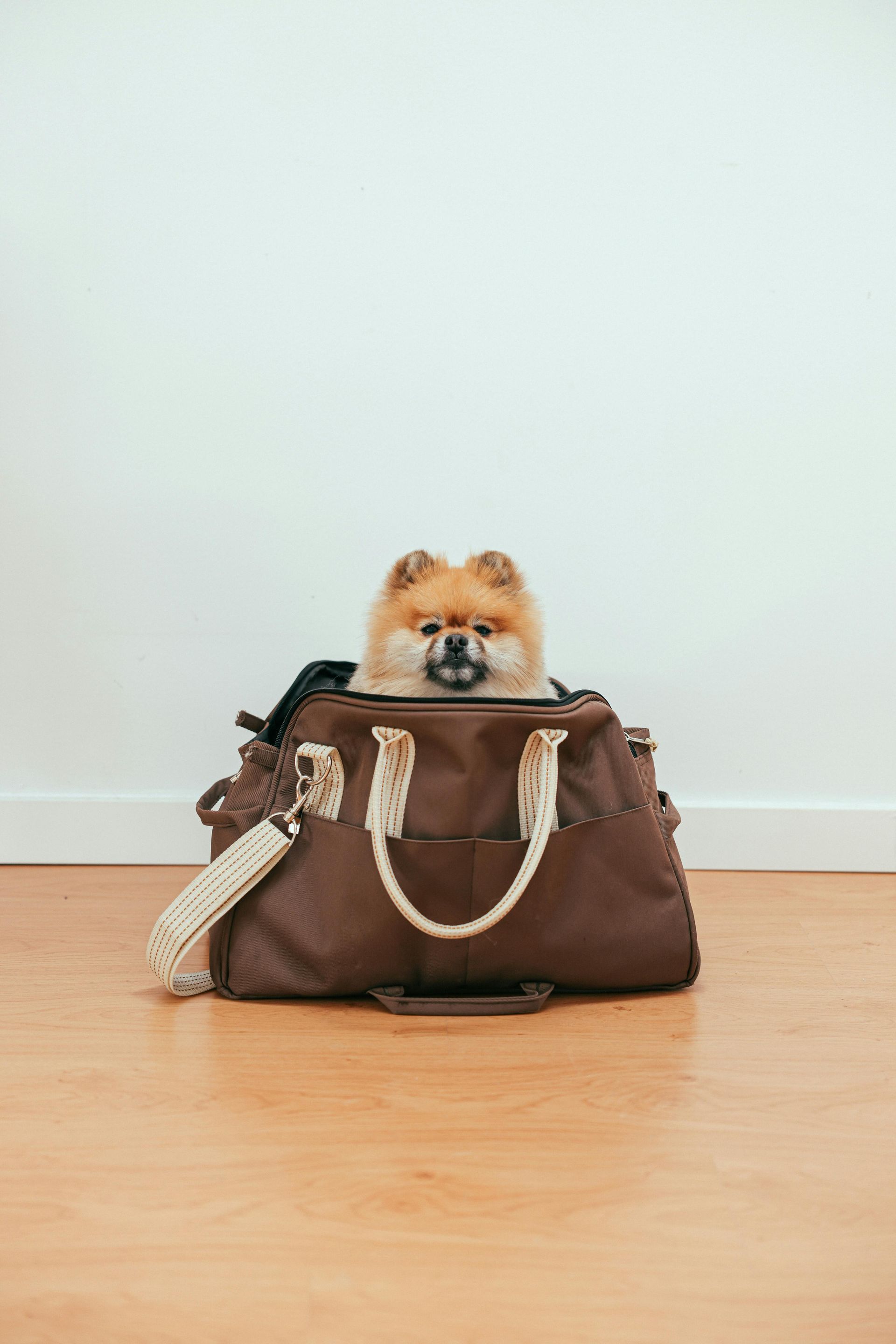 Pomeranian dog peeking out of a brown travel bag on a wooden floor, against a white wall.