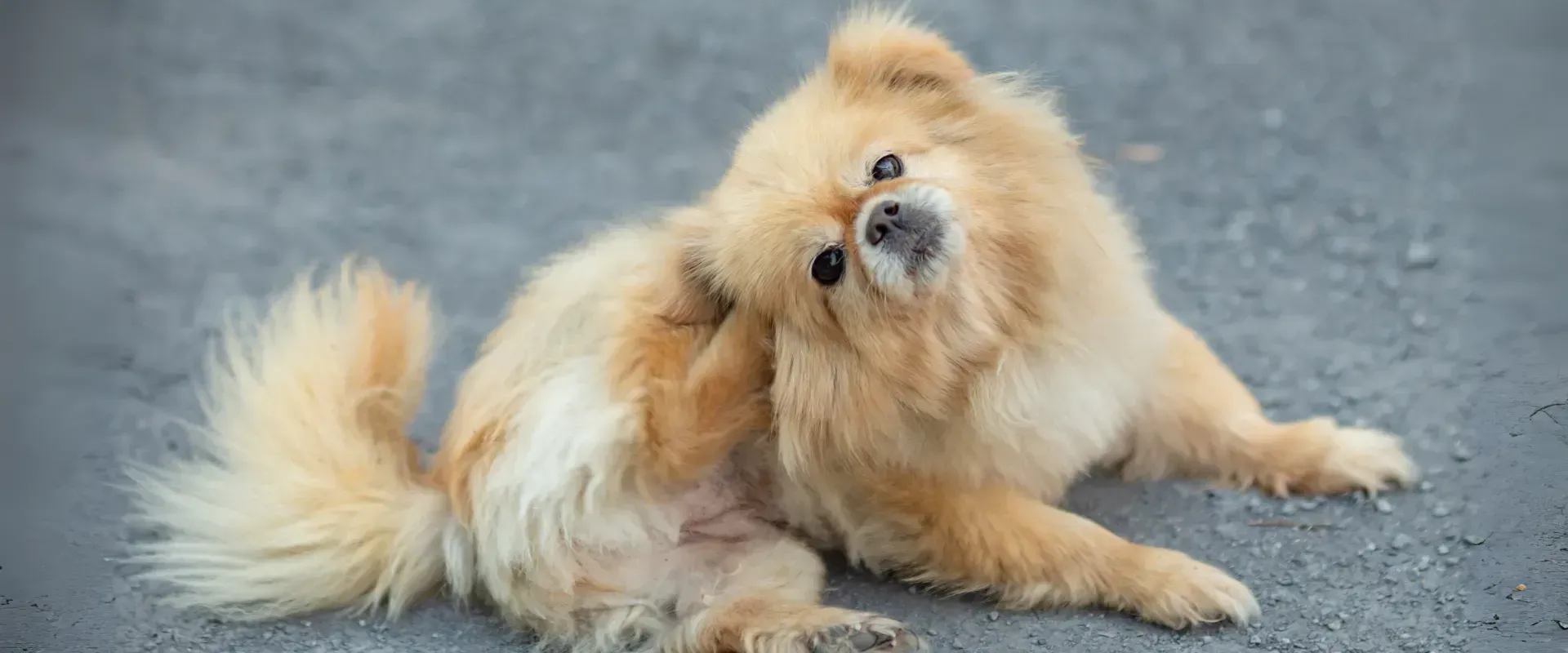 home remedies for dog dry skin