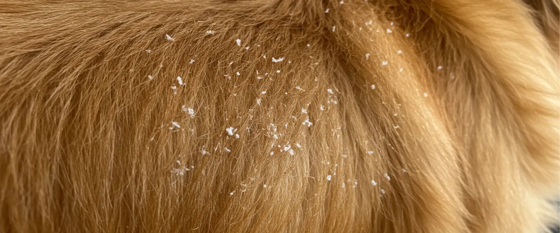 excessive dog shedding