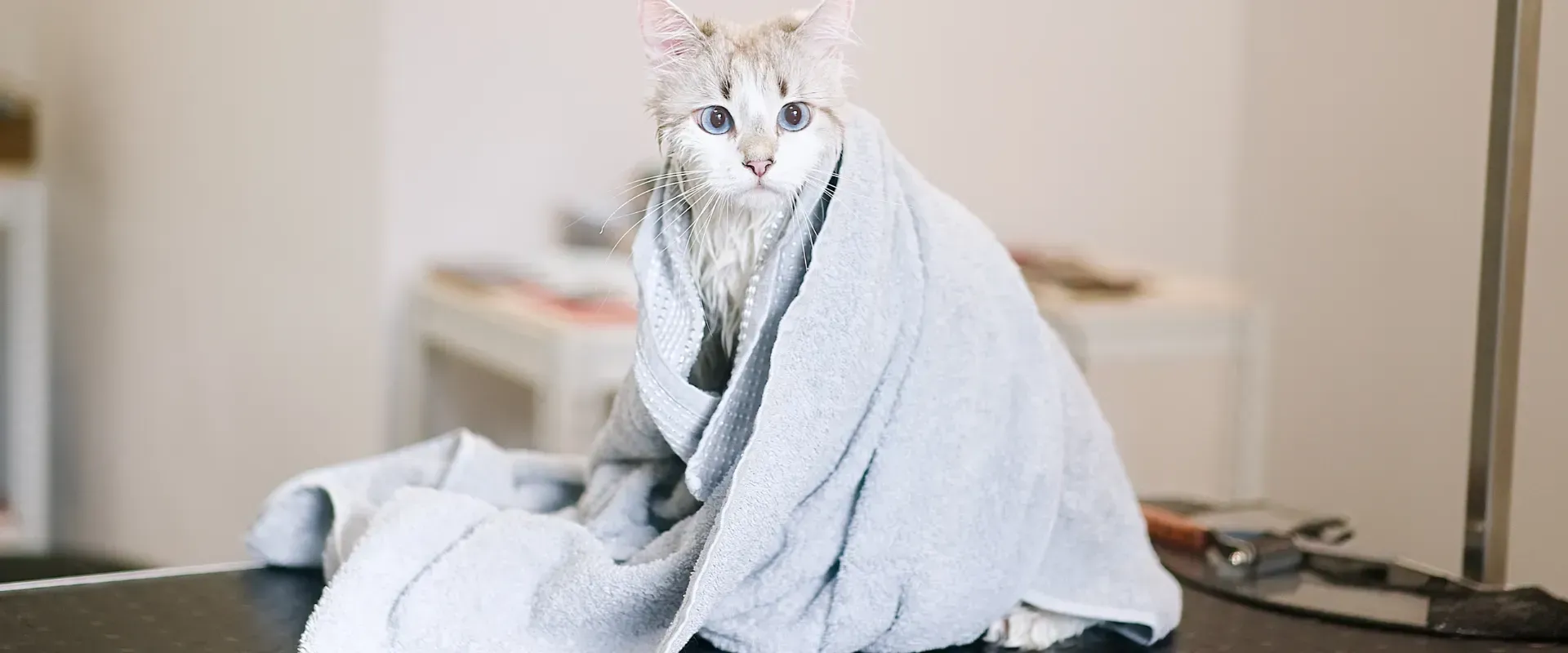long-haired cat care