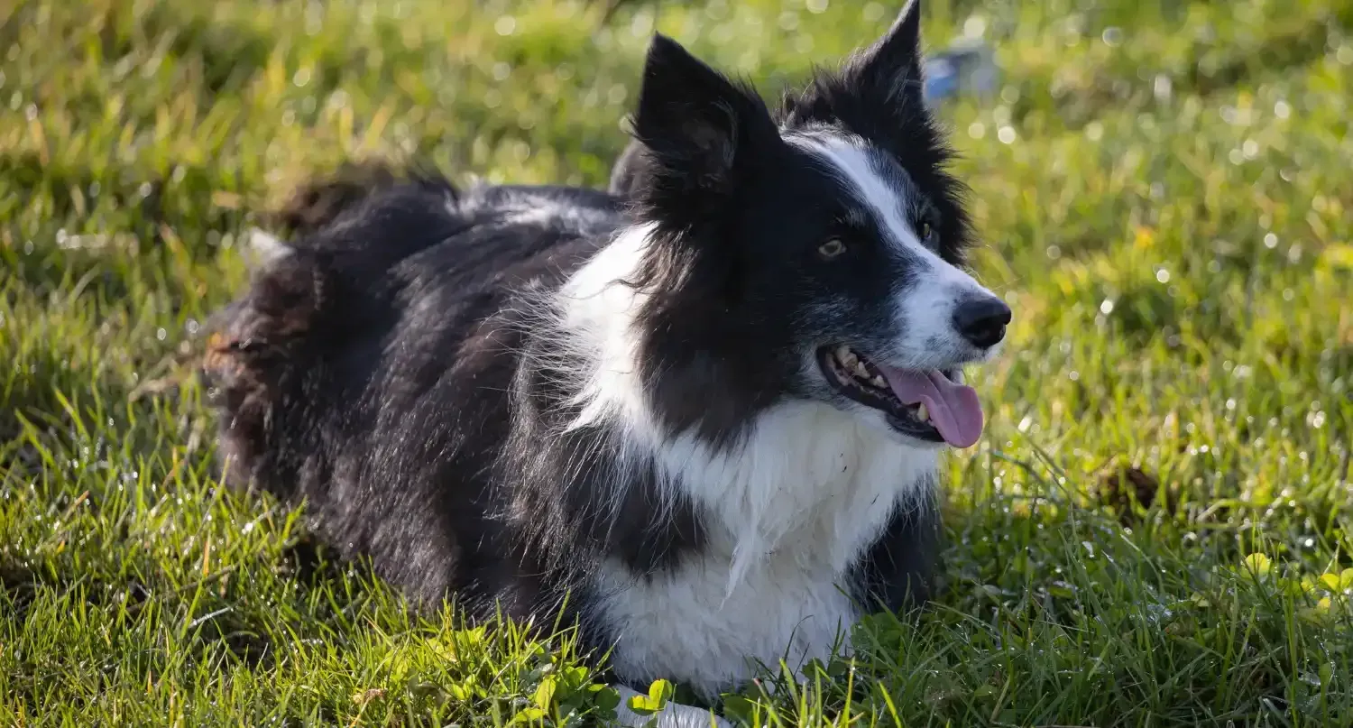 Border Collie