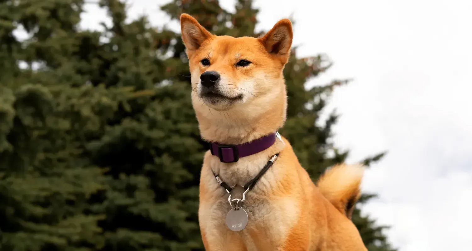 Akita Inu