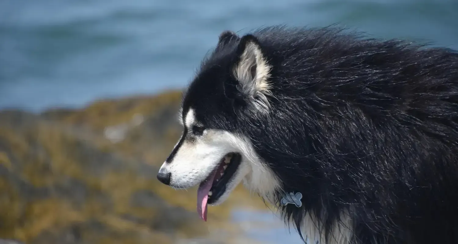 Alaskan Malamute