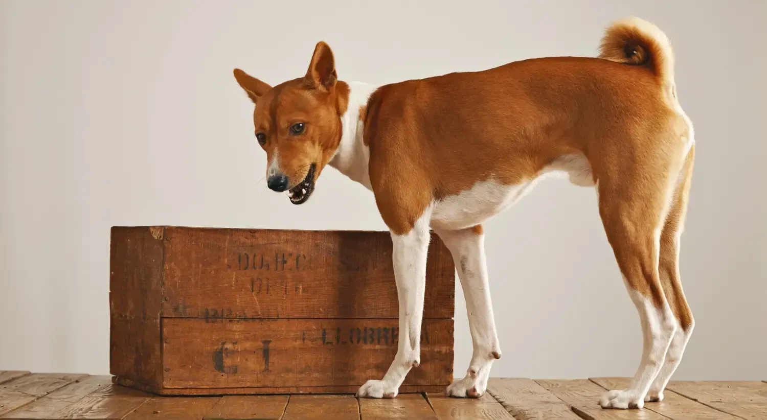 Basenji