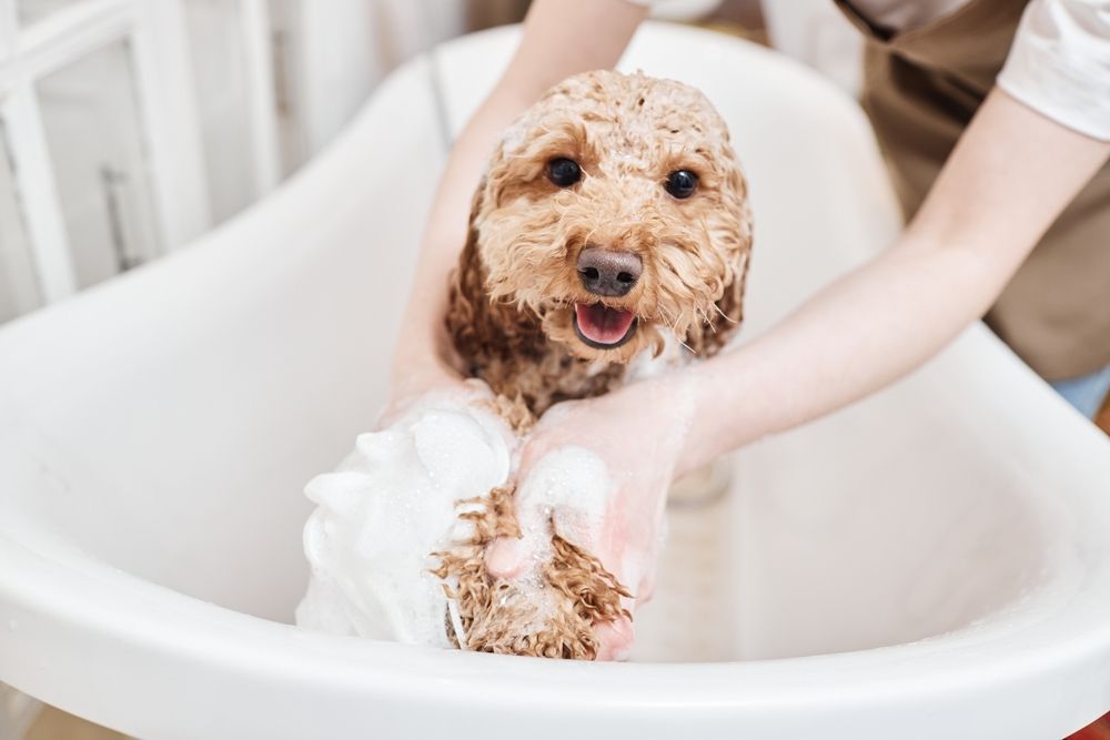 bathe a dog with allergies