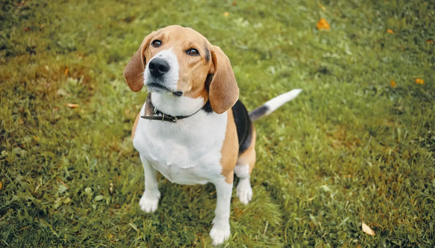 Beagle