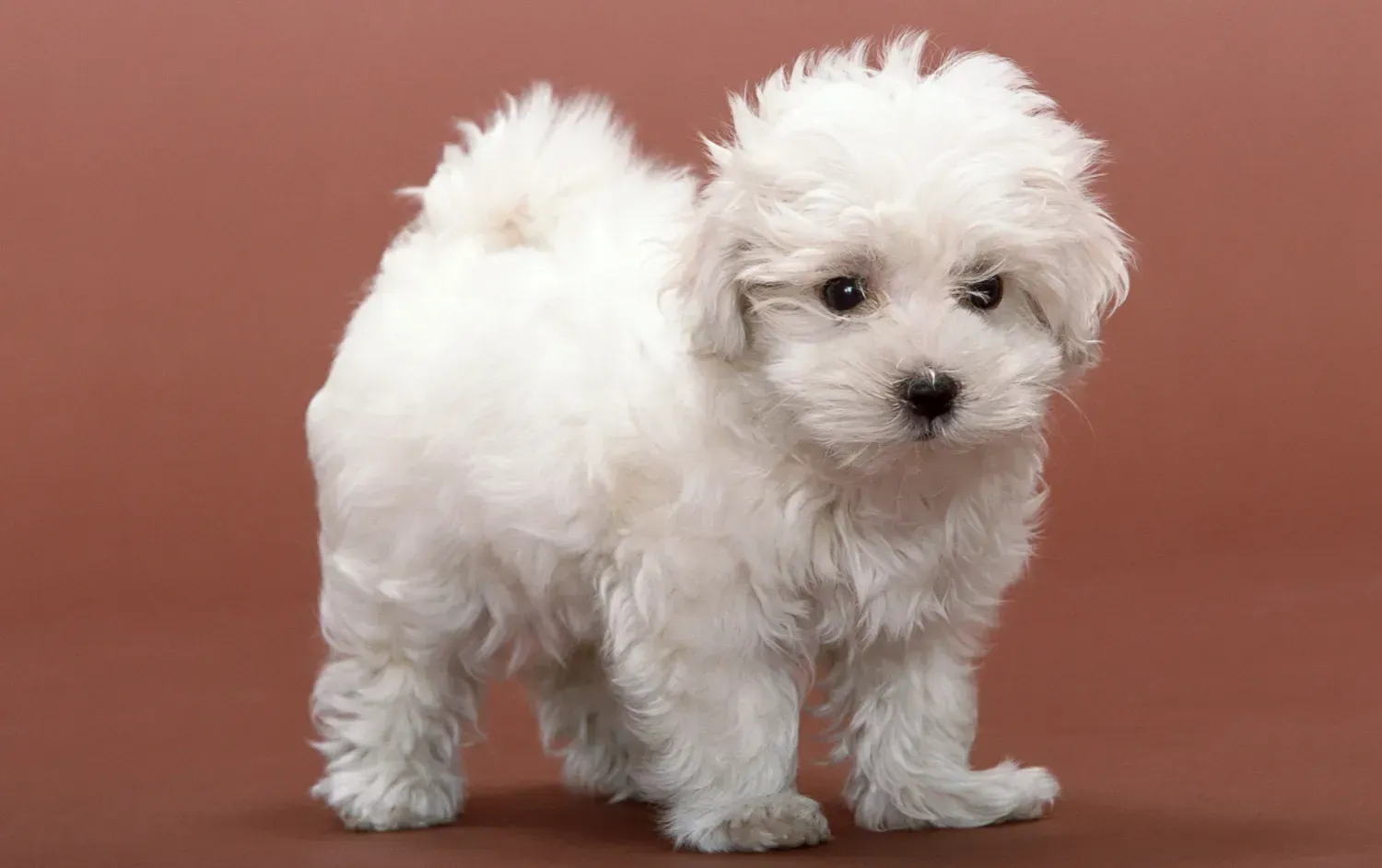 Bichon Frise