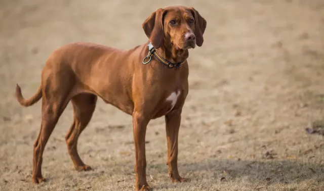 ARB The Best 　 POWER UP! HOUND DOG ARB The Best POWER UP! HOUND DOG ARB The Best POWER UP! HOUND DOG