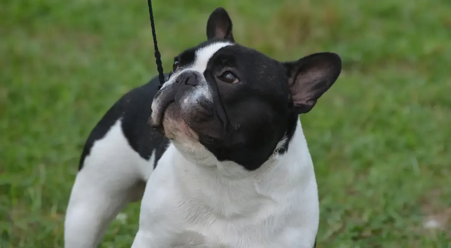 Boston Terrier