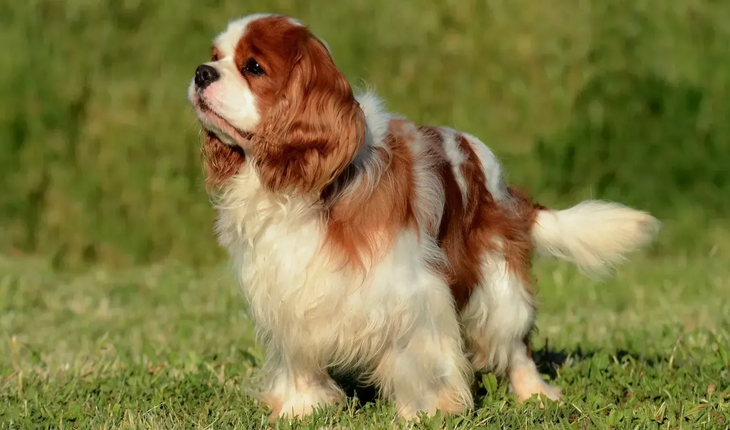 Cavalier King Charles Spaniel