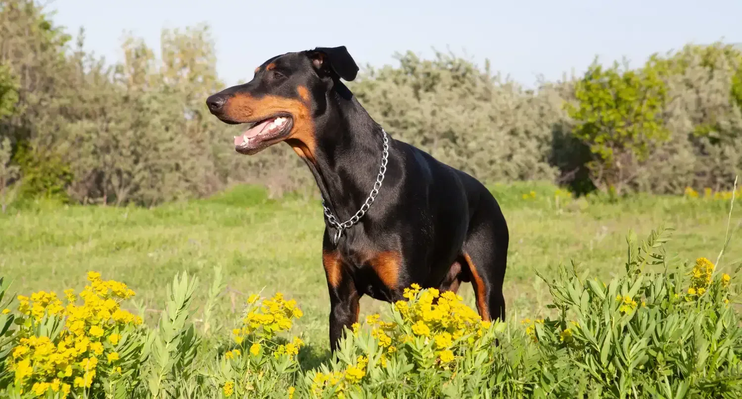 Doberman Pinscher