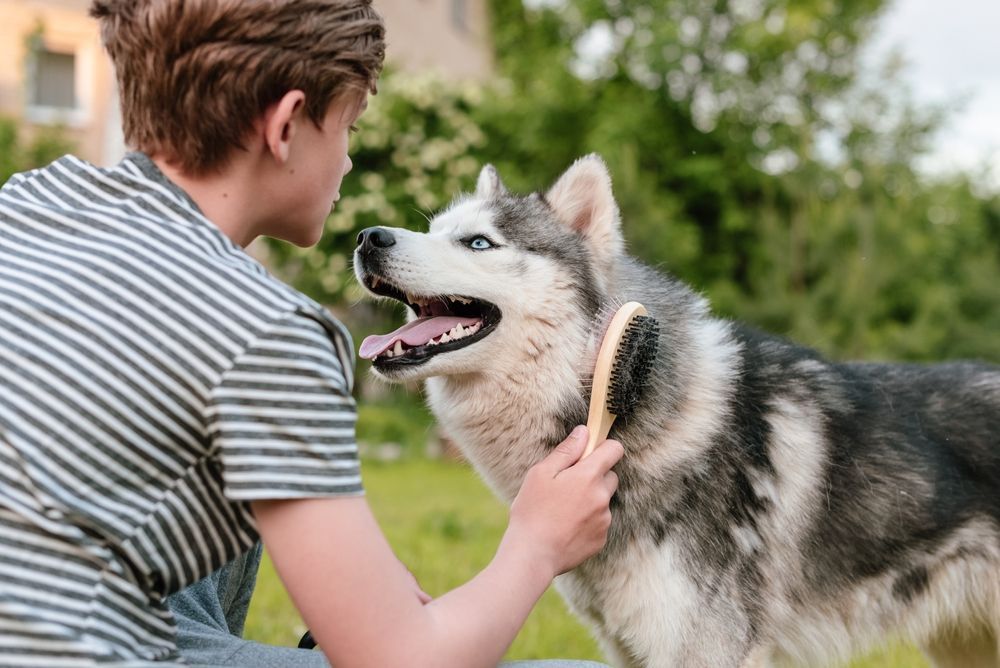 Dog Brush