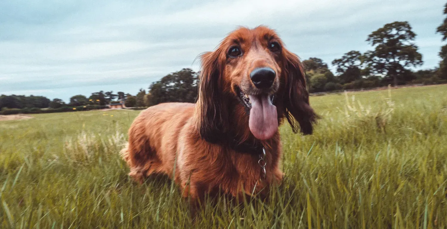 English Springer Spaniel