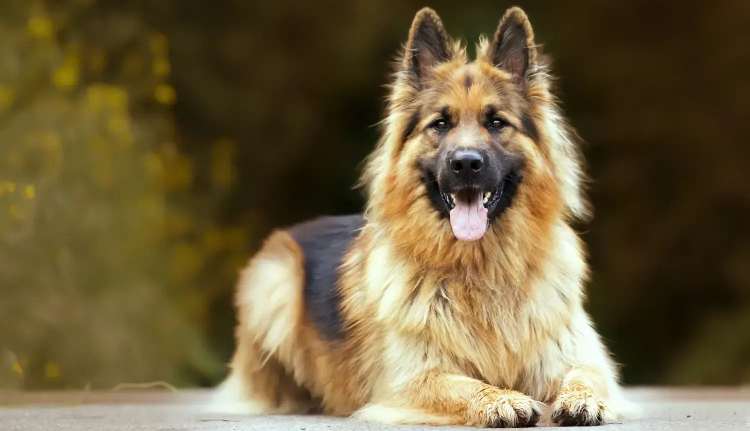 German Shepherd