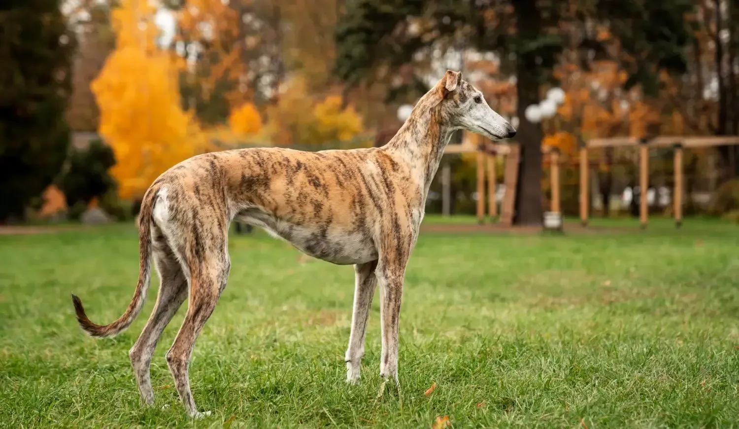 Greyhound