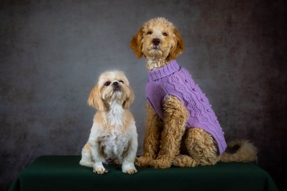 Grooming Big vs. Small Dogs