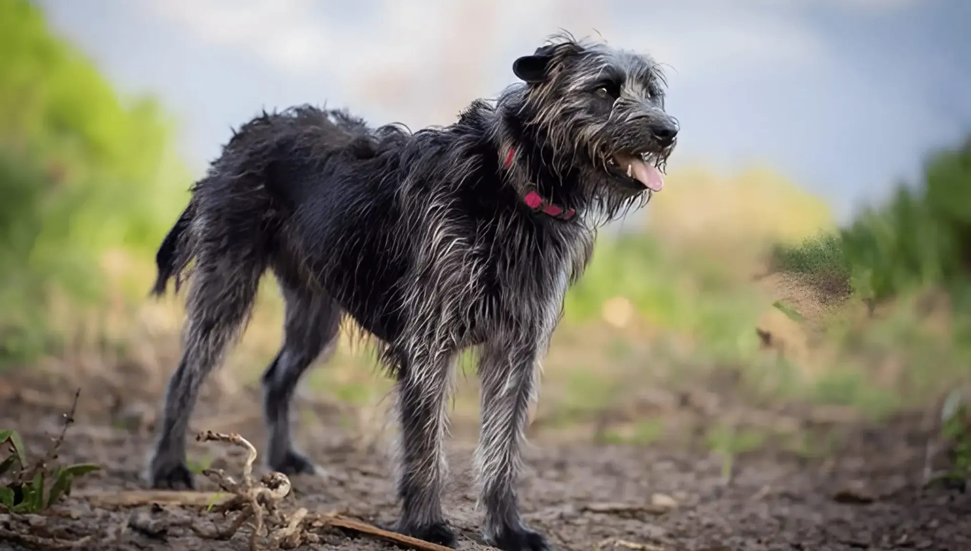 Best Hound Dog Breeds – Most Popular Hounds Worldwide
