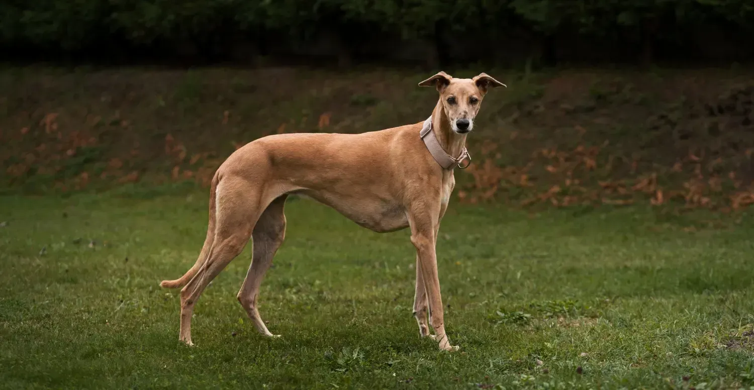 Italian Greyhound