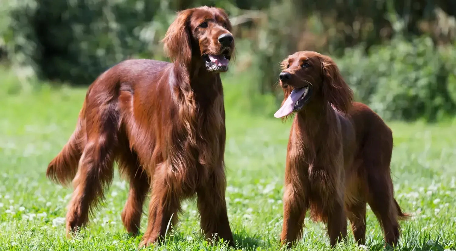 large dog breeds