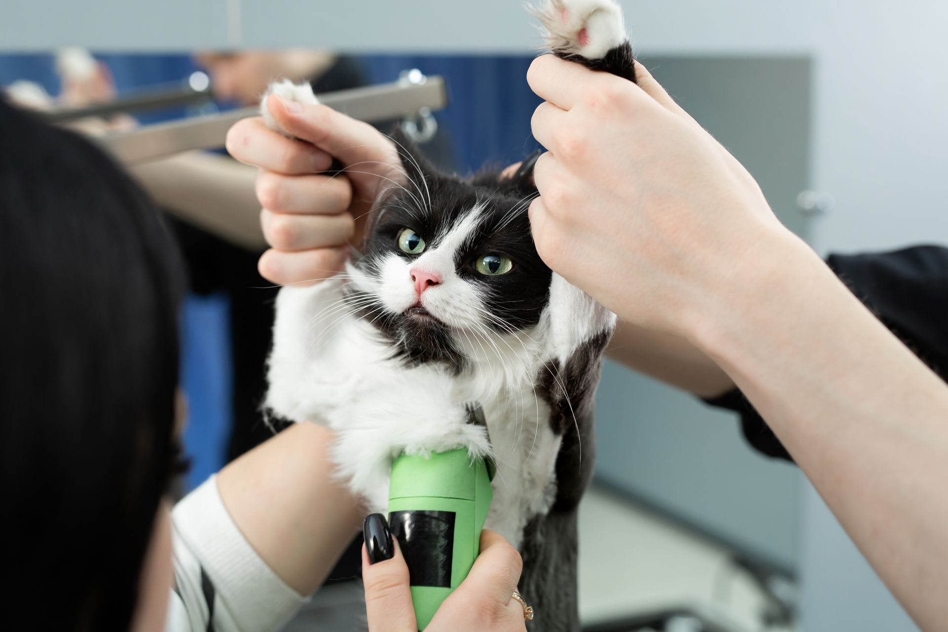 Illustration of Continuous Grooming For Anxious Cats