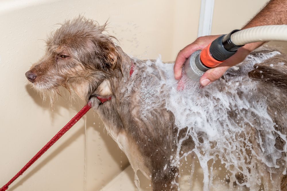 mobile-grooming-pet-comfort-safety