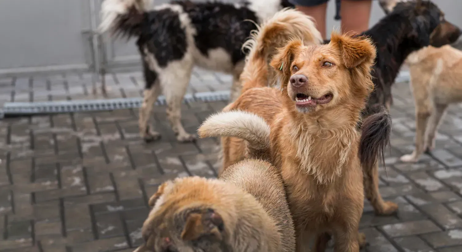 Most Popular Medium Dog Breeds